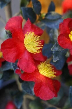 Yuletide Camellia Sasanqua - 2.5 Quart Pot -Botanhush Sales Camellia Yuletide 32 2