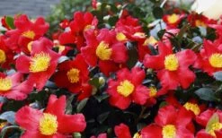 Yuletide Camellia Sasanqua - 2.5 Quart Pot -Botanhush Sales Camellia Yuletide 34 2