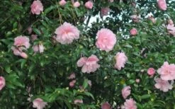 Cotton Candy Camellia Sasanqua - 6 Pack Of 1 Gallon Pots -Botanhush Sales CamelliaCottonCandy 2