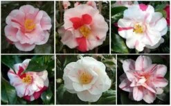 Lady Vansittart Multicolor Camellia Japonica - 6 Pack Of 1 Gallon Pots 12 Lady Vansittart Multicolor Camellia Japonica - 6 Pack Of 1 Gallon Pots -Botanhush Sales CamelliaLadyVasittart 2 1