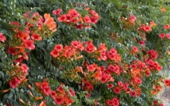 Madame Galen Trumpet Vine (Campsis) - 1 Gallon Pot -Botanhush Sales Campsis Madame Galen 12