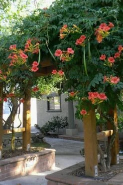 Madame Galen Trumpet Vine (Campsis) - 1 Gallon Pot -Botanhush Sales Campsis Madame Galen 14