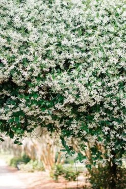 Madison Confederate Jasmine - 1 Gallon Pot -Botanhush Sales Campsis Madame Galen 18