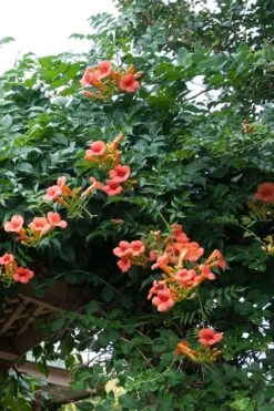 Madame Galen Trumpet Vine (Campsis) - 1 Gallon Pot -Botanhush Sales Campsis Madame Galen 500x750 1