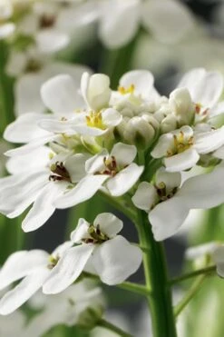 Tahoe Candytuft - Iberis Sempervirens - 10 Count Flat Of Quart Pots -Botanhush Sales Candytuft Tahoe 1
