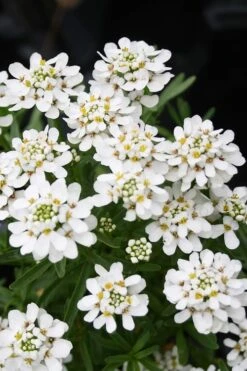 Tahoe Candytuft - Iberis Sempervirens - 10 Count Flat Of Quart Pots -Botanhush Sales Candytuft Tahoe 2