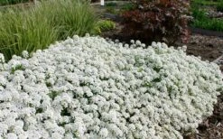 Tahoe Candytuft - Iberis Sempervirens - 10 Count Flat Of Quart Pots -Botanhush Sales Candytuft Tahoe 3