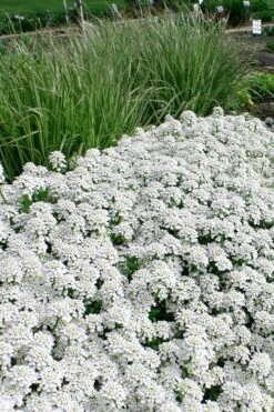 Tahoe Candytuft - Iberis Sempervirens - 10 Count Flat Of Quart Pots -Botanhush Sales Candytuft Tahoe 5