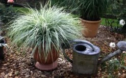 Evercolor Everest Carex - 1 Gallon Pot -Botanhush Sales Carex Evercolr Everest 1