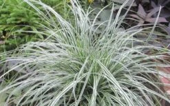 Evercolor Everest Carex - 1 Gallon Pot -Botanhush Sales Carex Evercolr Everest 2