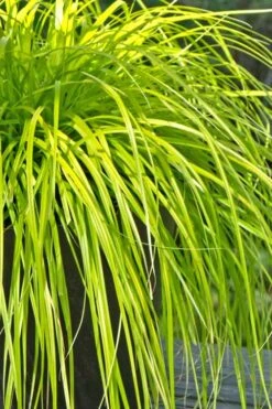 Evercolor Everillo Carex - 6 Pack Of 1 Gallon Pots 13 Evercolor Everillo Carex - 6 Pack Of 1 Gallon Pots -Botanhush Sales Carex Everillo 500x750 1