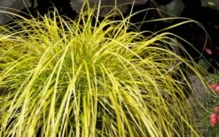 Evercolor Everillo Carex - 10 Pack Of Quart Pots -Botanhush Sales Carex Everillo Plant 1