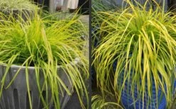 Evercolor Everillo Carex - 10 Pack Of Quart Pots -Botanhush Sales Carex Everillo Plant Containers