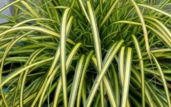 Evercolor Eversheen Carex - 1 Gallon Pot -Botanhush Sales Carex Eversheen 1