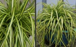 Evercolor Eversheen Carex - 1 Gallon Pot -Botanhush Sales Carex Eversheen 2