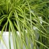 Evercolor Eversheen Carex - 1 Gallon Pot