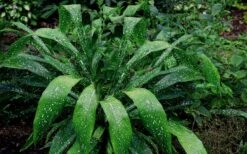 Spek-tacular Cast Iron Plant - 3 Gallon Pot -Botanhush Sales Cast Iron Plant Spektacular 5