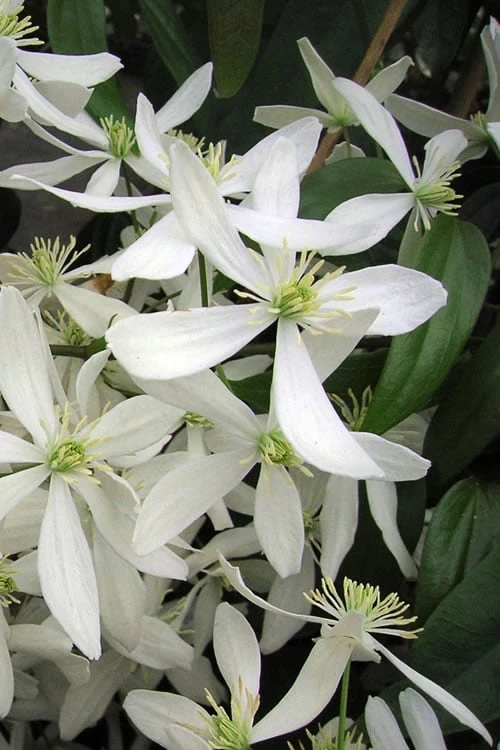 Snowdrift Evergreen Clematis Armandii - 2 Gallon Pot 1 Snowdrift Evergreen Clematis Armandii - 2 Gallon Pot