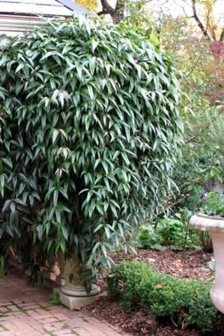 Snowdrift Evergreen Clematis Armandii - 1 Gallon Pot 12 Snowdrift Evergreen Clematis Armandii - 1 Gallon Pot -Botanhush Sales Clematis Armandii Snowdrift 52