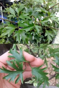 Avalanche Evergreen Clematis - 2 Gallon Pot -Botanhush Sales Clematis Avalanche 15