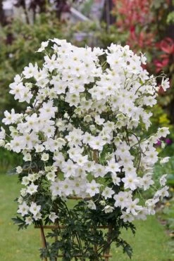 Avalanche Evergreen Clematis - 2 Gallon Pot -Botanhush Sales Clematis Avalanche 5