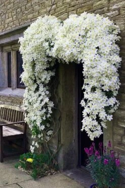 Avalanche Evergreen Clematis - 2 Gallon Pot -Botanhush Sales Clematis Avalanche 7