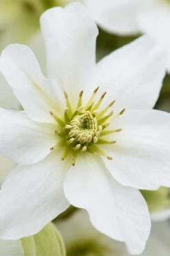 Avalanche Evergreen Clematis - 2 Gallon Pot -Botanhush Sales Clematis Avalanche 8