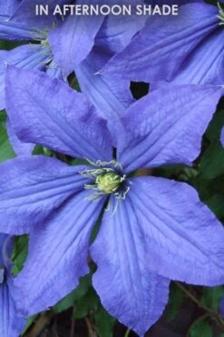 Rhapsody Clematis - 1 Gallon Pot 13 Rhapsody Clematis - 1 Gallon Pot -Botanhush Sales Clematis Rhapsody in shade