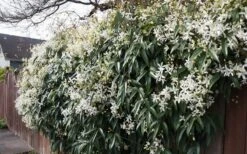 Snowdrift Evergreen Clematis Armandii - 5 Gallon Pot 15 Snowdrift Evergreen Clematis Armandii - 5 Gallon Pot -Botanhush Sales Clematis Snowdrift 22 2