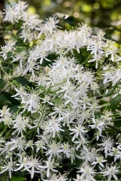 Sweet Autumn Clematis Terniflora - 3 Gallon Pot 13 Sweet Autumn Clematis Terniflora - 3 Gallon Pot -Botanhush Sales Clematis Sweet Autumn 2 1