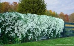 Sweet Autumn Clematis - 1 Gallon Pot -Botanhush Sales Clematis Sweet Autumn 6