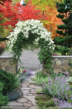 Sweet Autumn Clematis Terniflora - 3 Gallon Pot 12 Sweet Autumn Clematis Terniflora - 3 Gallon Pot -Botanhush Sales Clematis Sweet Autumn 8 1