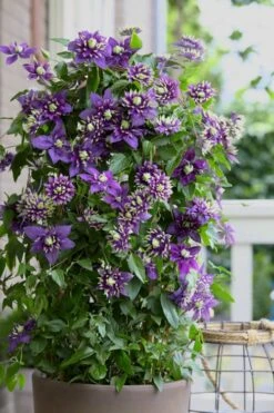 Taiga Clematis - 2 Gallon Pot -Botanhush Sales Clematis Taiga 10 1
