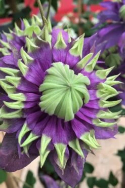 Taiga Clematis - 1 Gallon Pot -Botanhush Sales Clematis Taiga 2