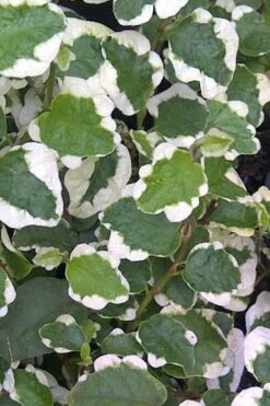 Variegated Creeping Fig - Ficus Pumila 'Variegata' - 6 Pack Of Pint Pots -Botanhush Sales Creeping Fig Variegated Ficus Pumila Rev 500x750 1