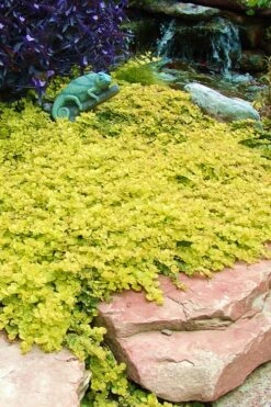 Golden Creeping Jenny - Lysimachia Nummularia Aurea - 5 Pack Of Pint Pots -Botanhush Sales Creeping Jenny 20