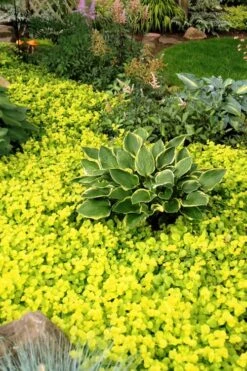 Golden Creeping Jenny - Lysimachia Nummularia Aurea - 5 Pack Of Pint Pots -Botanhush Sales Creeping Jenny 21
