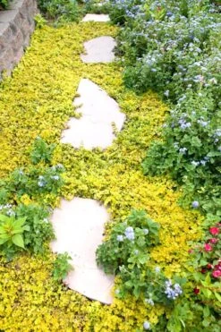 Golden Creeping Jenny - Lysimachia Nummularia Aurea - 5 Pack Of Pint Pots -Botanhush Sales Creeping Jenny 25