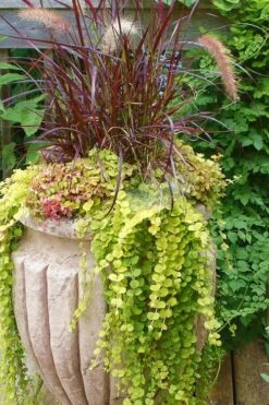 Golden Creeping Jenny - Lysimachia Nummularia Aurea - 5 Pack Of Pint Pots -Botanhush Sales Creeping Jenny 26