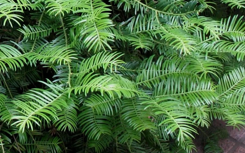 Creeping Japanese Plum Yew (Cephalotaxus Harringtonia 'Prostrata') - 3 Gallon Pot 6 Creeping Japanese Plum Yew (Cephalotaxus Harringtonia 'Prostrata') - 3 Gallon Pot - Image 6