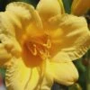 Stella De Oro Daylily - 8 Pack Of Quart Pots