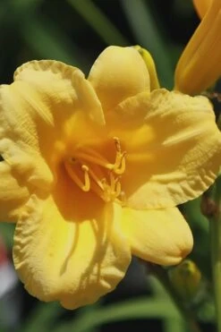Stella De Oro Daylily - 8 Pack Of Quart Pots