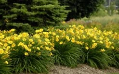 Stella De Oro Daylily - 3 Pack Of Quart Pots 7 Stella De Oro Daylily - 3 Pack Of Quart Pots -Botanhush Sales Daylily Stella De Oro 26