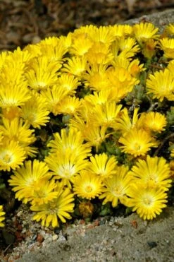 Banana Blast Yellow Ice Plant (Delosperma) - 10 Pack Of Pint Pots -Botanhush Sales Delosperma Hot Cakes Banana Blast 2
