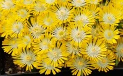 Banana Blast Yellow Ice Plant (Delosperma) - 10 Pack Of Pint Pots -Botanhush Sales Delosperma Hot Cakes Banana Blast 3