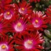 Saucy Strawberry Red Ice Plant (Delosperma) - 5 Pack Of Quart Pots