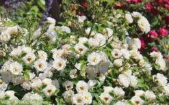 Popcorn Drift Groundcover Rose - 3 Gallon Pot -Botanhush Sales Drift Rose Popcorn 21