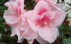 Autumn Belle Encore Azalea - 6 Pack Of 1 Gallon Pots -Botanhush Sales Encore Azalea Autumn Belle 1