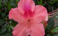 Autumn Coral Encore Azalea - 1 Gallon Pot -Botanhush Sales Encore Azalea Autumn Coral