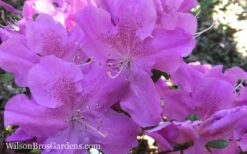 Autumn Lilac Encore Azalea - 1 Gallon Pot 11 Autumn Lilac Encore Azalea - 1 Gallon Pot -Botanhush Sales Encore Azalea Autumn Lilac 7